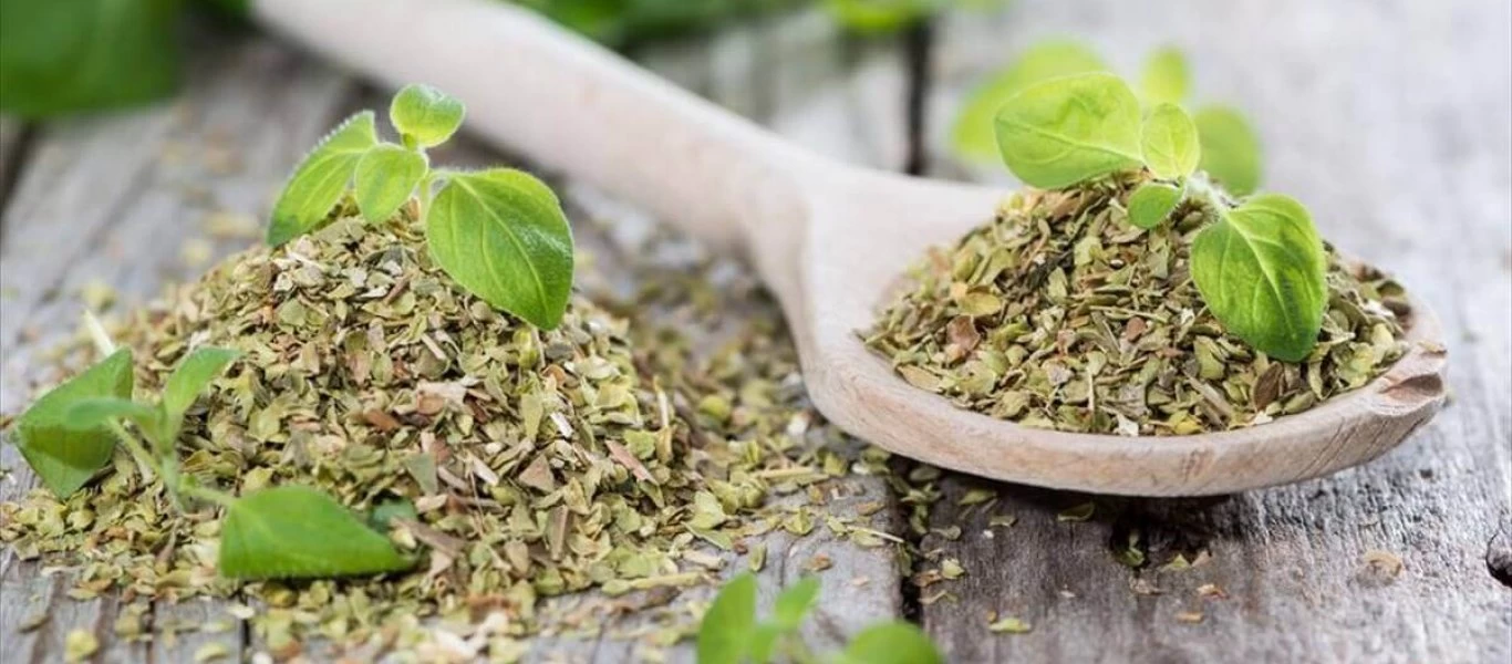 Δείτε τις θρεπτικές και θεραπευτικές ιδιότητες που έχει η ρίγανη